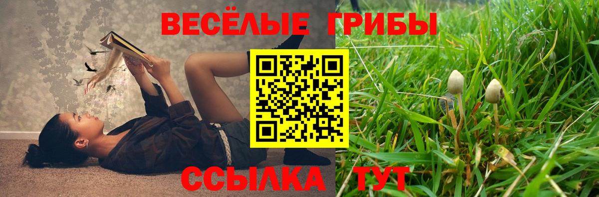 Галлюциногенные грибы Psilocybe  Вход с VPN  Ярцево  Галлюциногенные грибы Psilocybe 